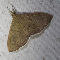 Hyalobathra crenulata