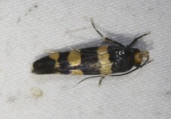 Limnaecia polycydista