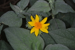 Bahiopsis reticulata