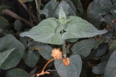 Bahiopsis reticulata