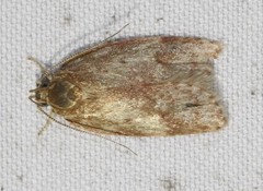 Oligoloba severa