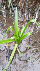 Hymenocallis occidentalis