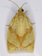 Adoxophyes negundana