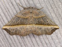 Metanema determinata