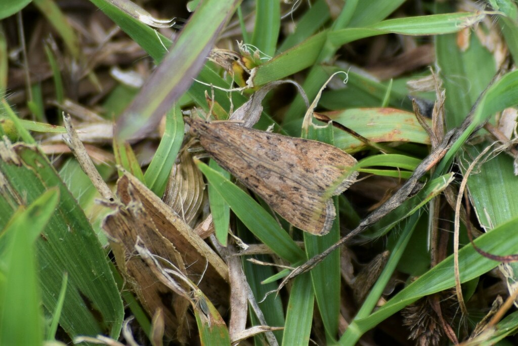 Nomophila colombiana