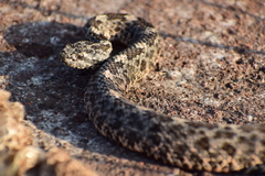 Crotalus aquilus