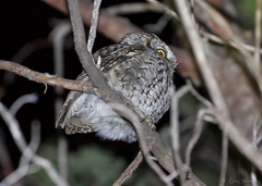 Megascops trichopsis