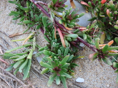 Limbarda crithmoides longifolia