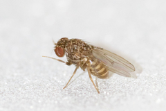 Drosophila repleta