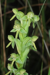 Habenaria hexaptera