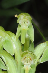 Habenaria hexaptera