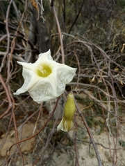 Ipomoea arborescens