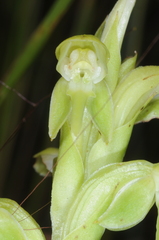 Habenaria hexaptera