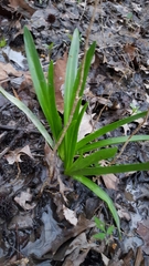 Hymenocallis occidentalis
