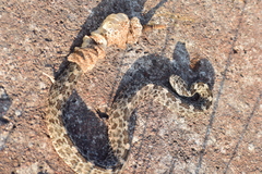 Crotalus aquilus