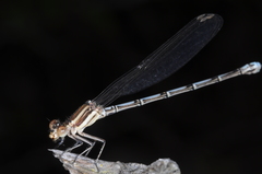 Argia joergenseni