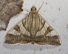 Agrioglypta zelimalis