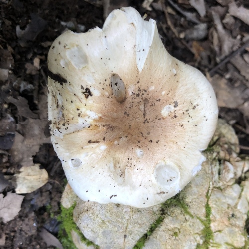 Hygrophorus leucophaeo-ilicis image