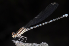 Argia joergenseni