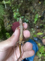Uzzell's Neusticurus photo 4