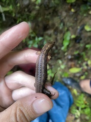 Uzzell's Neusticurus photo 5