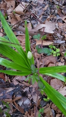 Hymenocallis liriosme
