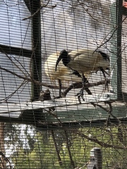 Threskiornis