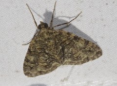 Polyclysta hypogrammata