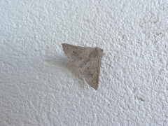 Oenochroma subustaria