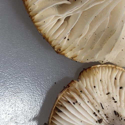 Hygrophorus leucophaeo-ilicis image
