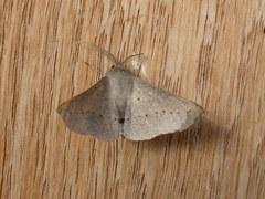 Oenochroma subustaria