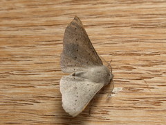 Oenochroma subustaria