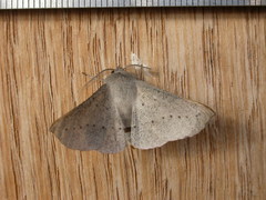 Oenochroma subustaria