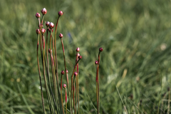 Armeria arenaria