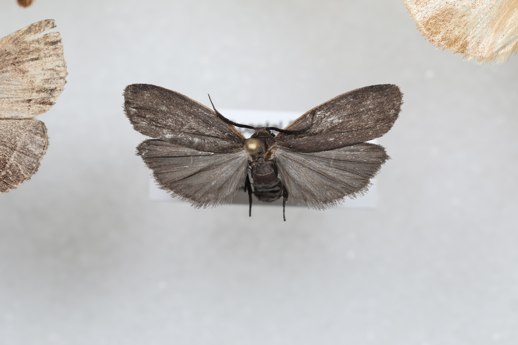 Dark Gray Lichen Moth