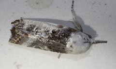 Cryptophasa albacosta