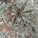 Burt's Wolf Spider - Photo (c) QuestaGame, some rights reserved (CC BY-NC-ND), uploaded by QuestaGame