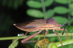 Athaumastus