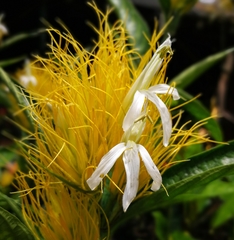 Schaueria calytricha