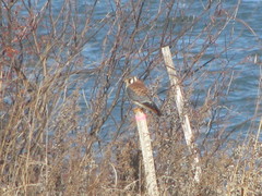 Falco sparverius sparverius