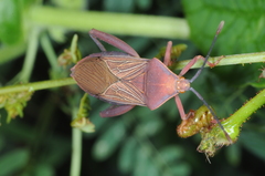 Athaumastus