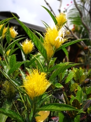 Schaueria calytricha