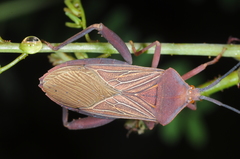 Athaumastus