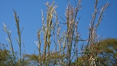 Muhlenbergia pubescens