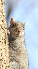 Sciurus carolinensis pennsylvanicus