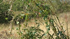 Muhlenbergia pubescens