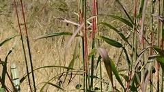Muhlenbergia pubescens
