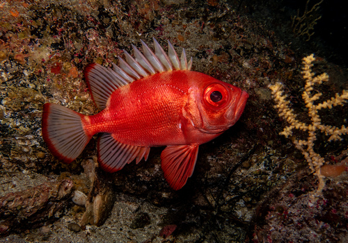 Popeye catalufa (Pristigenys serrula) — Priacanthidae