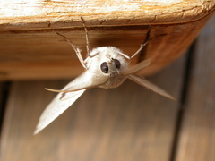 Oenochroma subustaria