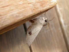 Oenochroma subustaria